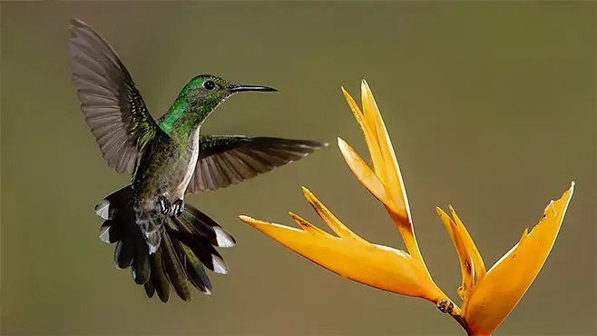 the-generation-forest-artenvielfalt-header-biodiversitaet