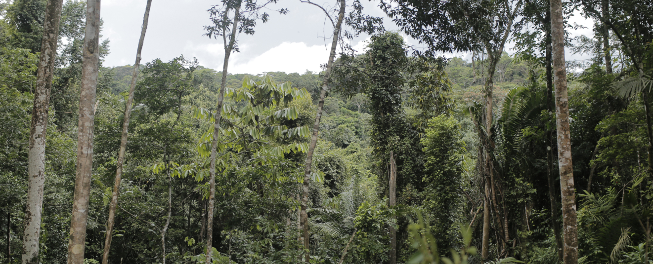 Dauerhafte Mischwälder erhöhen die biologische Vielfalt.