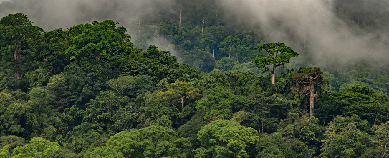Wälder speichern CO2 und kühlen so unsere Erde ab.