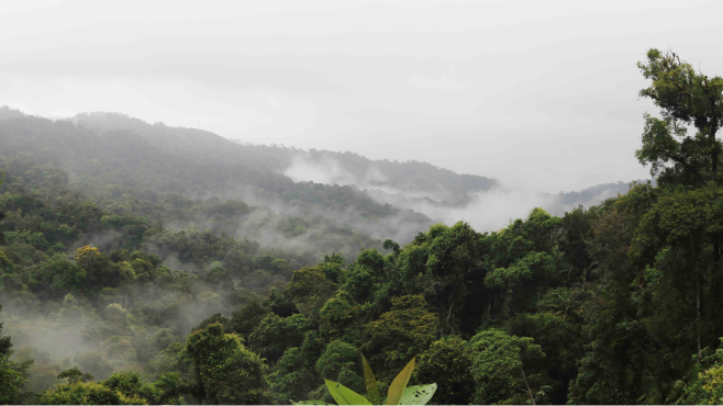 the-generation-forest-aufforstung-tropische-waelder-header-green-finance