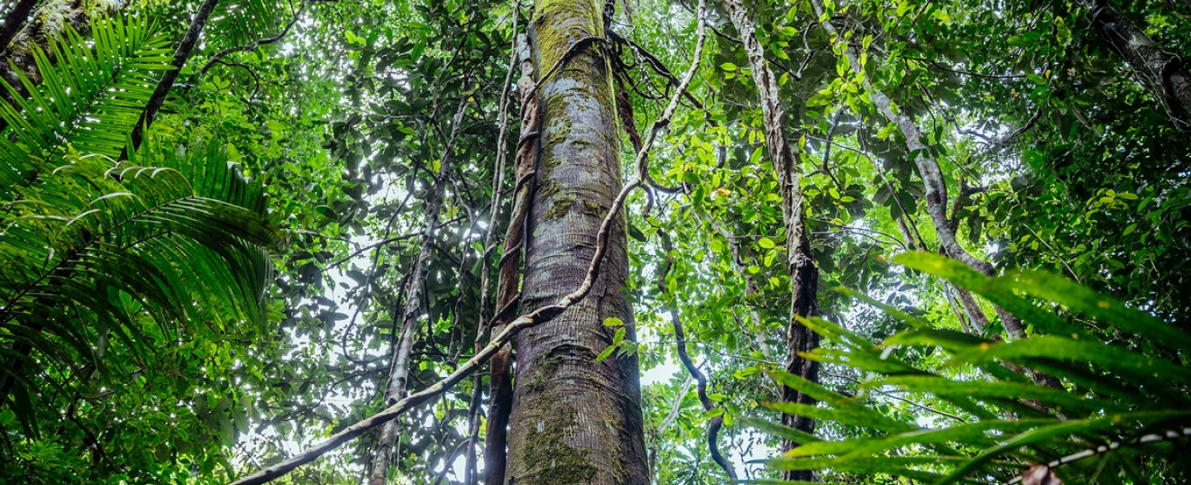 Klimaschutz durch Aufforstung der tropischen Regenwälder