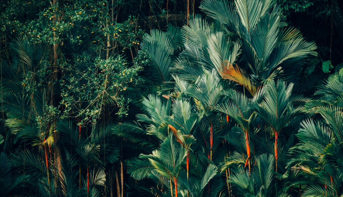 Die Macht der tropischen Wälder