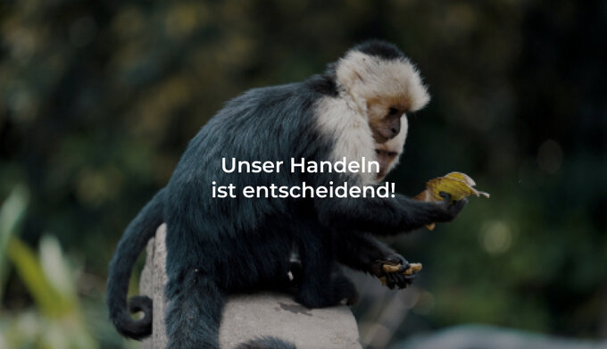 Affen schützen Lebensraum für Affen schaffen