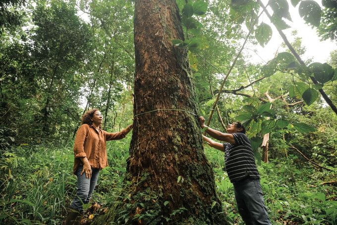 Welche Bäume wachsen in unseren Wäldern? Genossenschaftsgründerin Iliana Armién misst den Umfang eines Baumes.