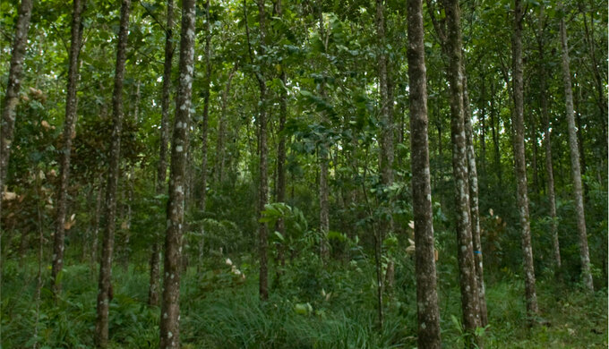 The Generation Forest Generationswälder Header Generationswälder