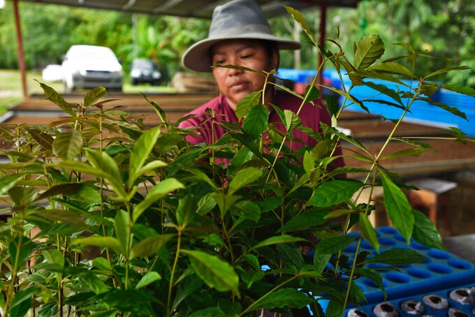 Woman in Tree Nursery in Panama