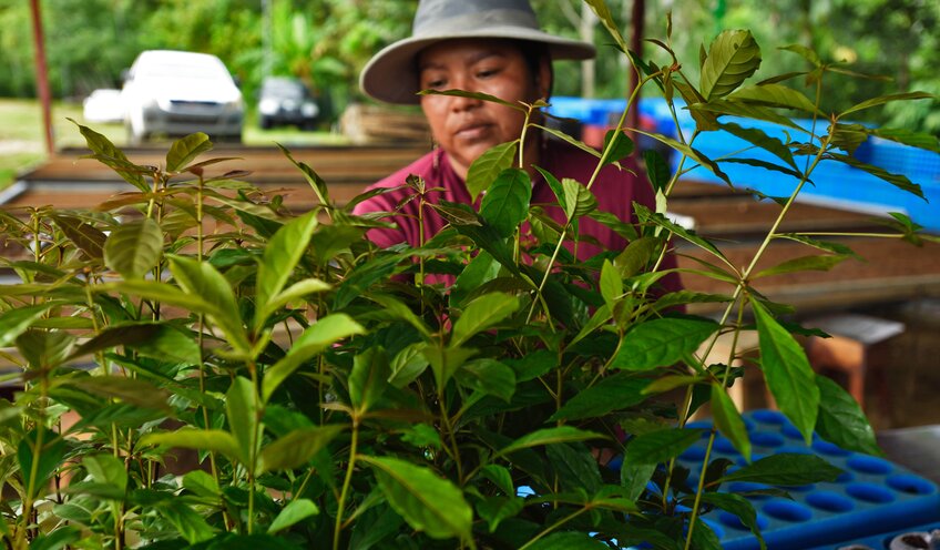 Woman in Tree Nursery in Panama
