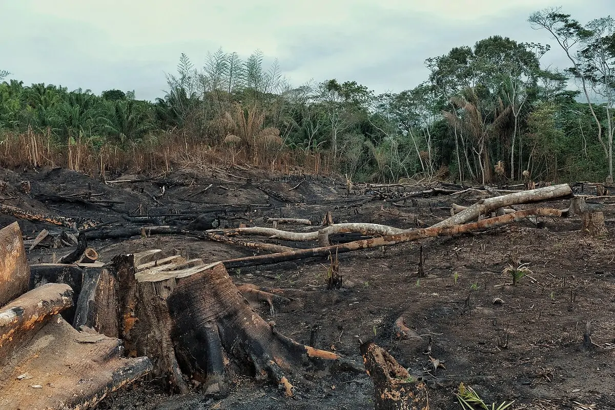 Kahle Waldflächen zeugen von der drastischen Entwaldung in Südamerika