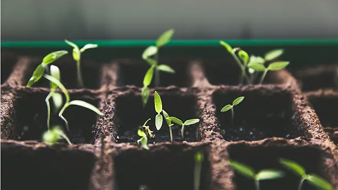 Inflationssicherer Sachwert Wald