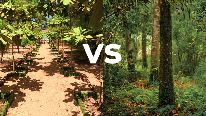 Plantage mit Teakbäumen und naturnaher Mischwald