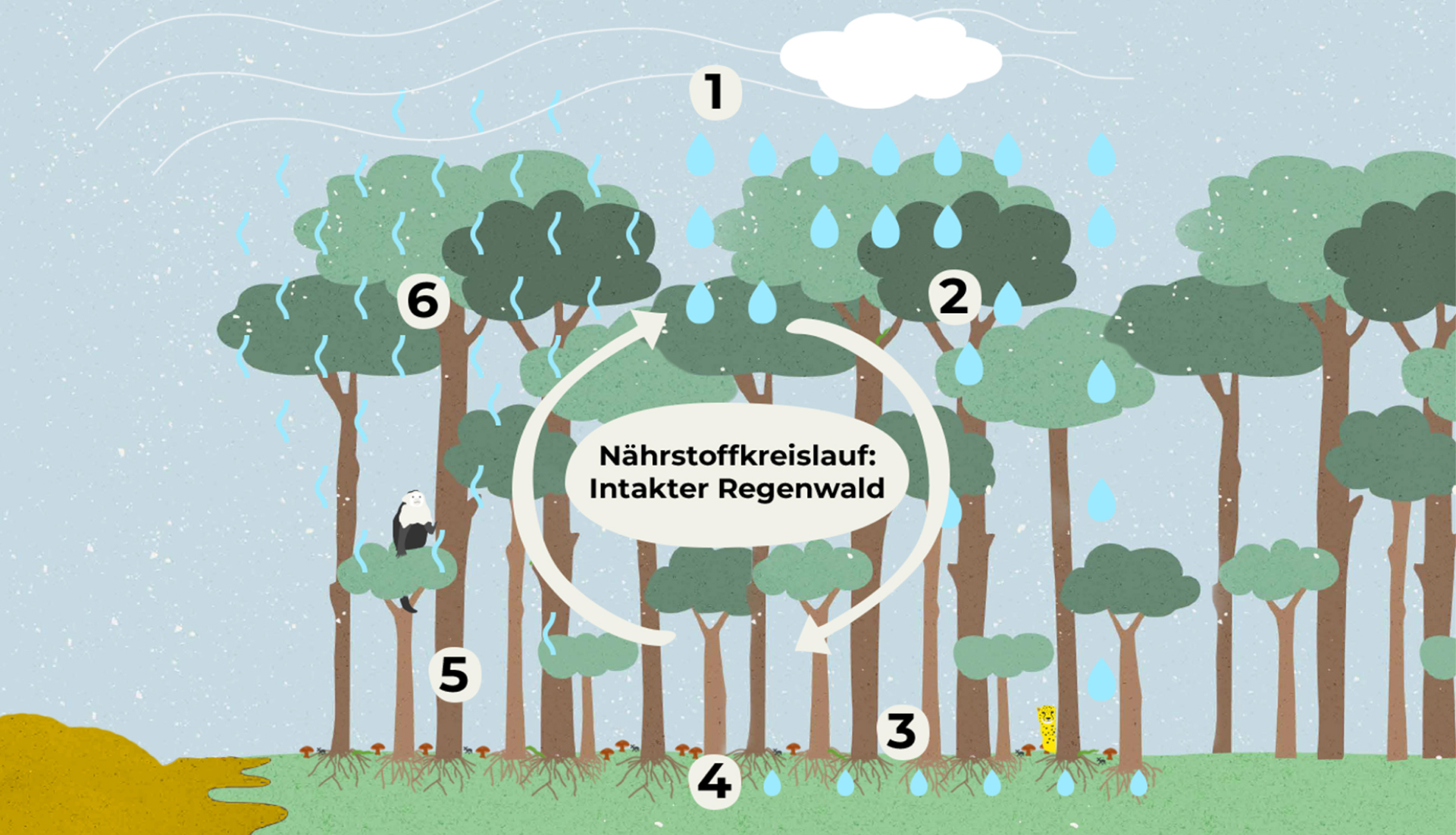 Nährstoffkreislauf: Intakter Regenwald