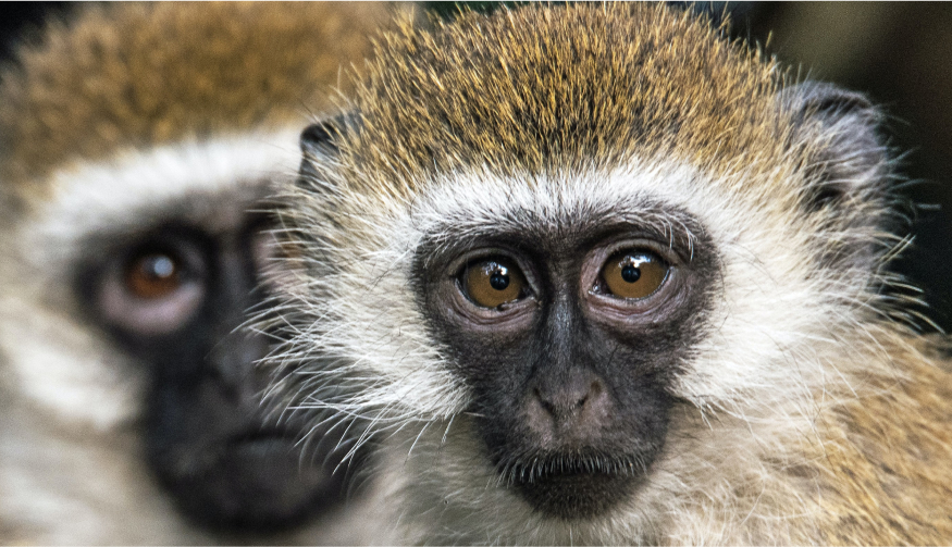 Bedrohte Tierarten im tropischen Regenwald