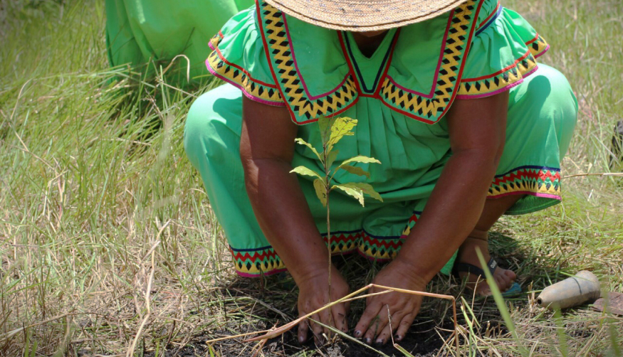 Eine Person pflanzt einen Baum.