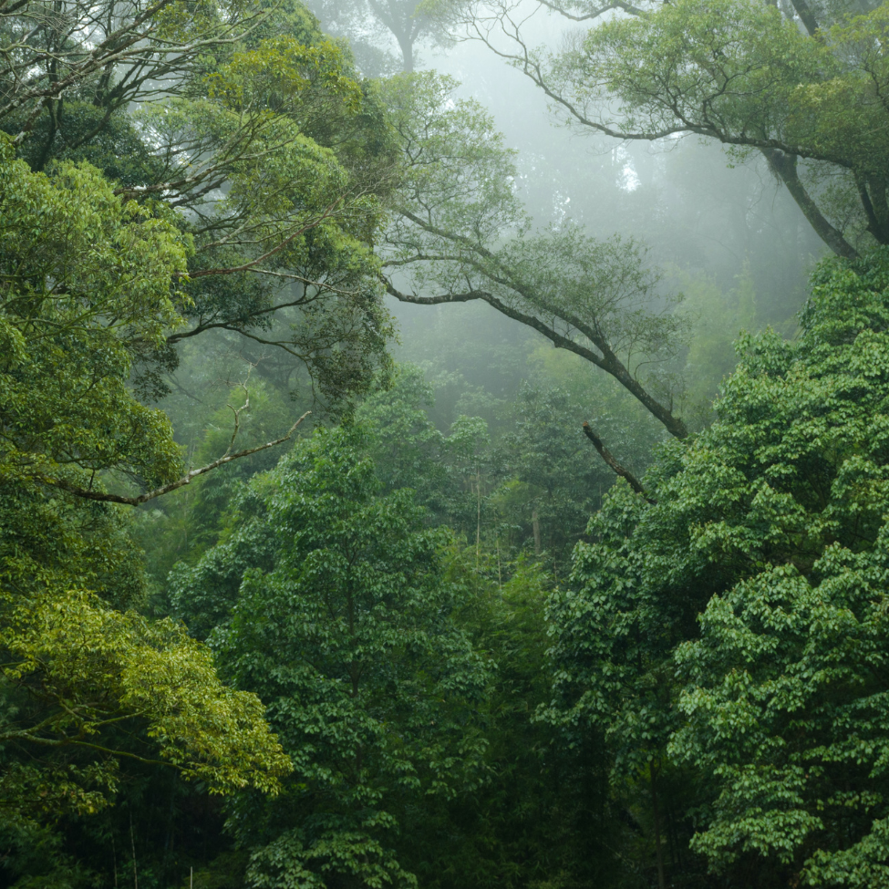 Wald der Zukunft Auswirkungen