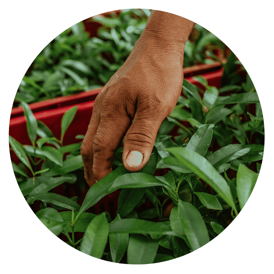 Wald gegen Klimawandel 2